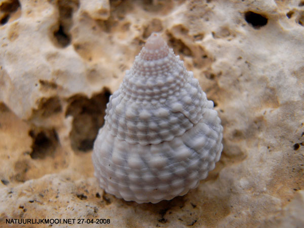 Tectarius muricatus